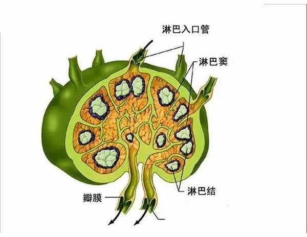 淋巴结肿大是怎么回事