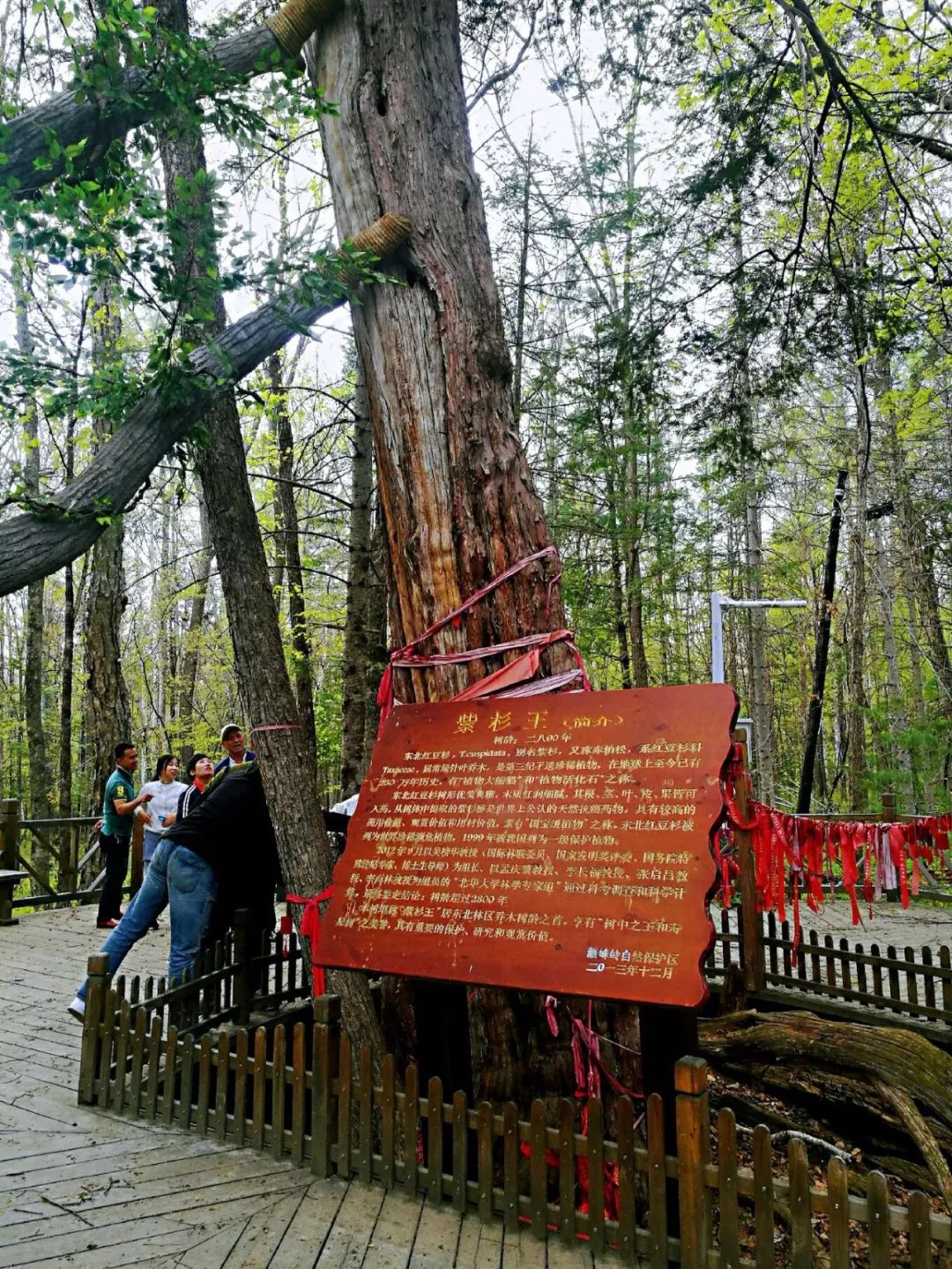 延边州内又一旅游新去处——紫杉王古树风景区