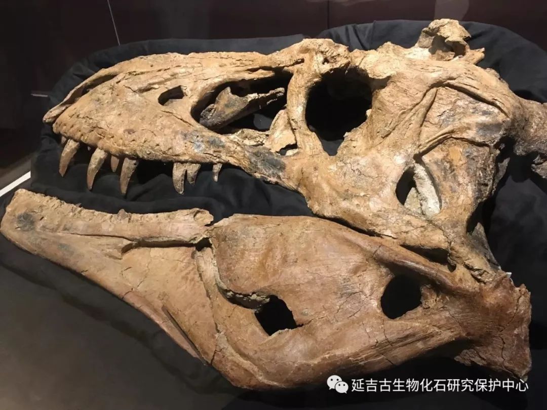 延吉龙山恐龙化石亮相北美 中国古生物化石再添靓丽风景线 延边发布app 延边信息港