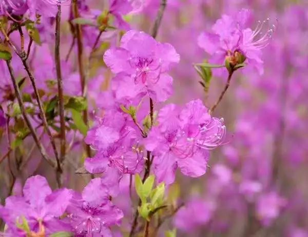 去看油菜花&金达莱花!延吉机场开通【延吉-盐城-上海虹桥】航线